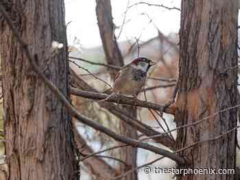 Saskatoon weather: Settling into temperatures around 0 degrees