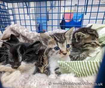 Eight kittens dumped in Sports Direct bag in Enfield