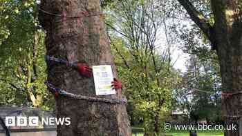Cambridge campaigners see condemned trees spared the chop