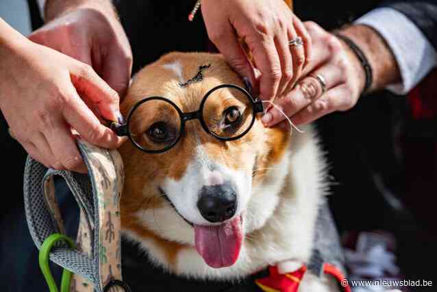 Kosten huisdier met bijna kwart gestegen in twee jaar tijd: gemiddeld kost uw hond of kat u al 2.410 euro per jaar