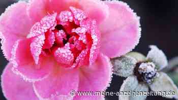 Rosen richtig anhäufeln und überwintern – welche Sorten welchen Schutz benötigen