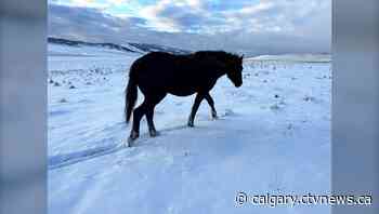 Alberta RCMP looking for owner of found horse