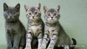 Einfach ausgesetzt: Die Katzenjungen Little Mac, Sonic und Min-Min suchen ein neues Zuhause