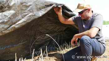 This farmer never planned to grow asparagus — now he's putting it into ice cream