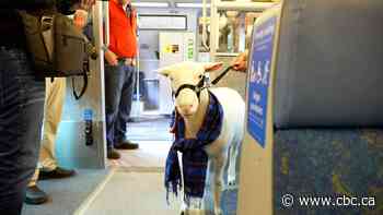 This goat took a trip on a GO Train. Here’s why