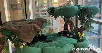 Calgary adopt-a-thon matches pets with families as number of strays grows