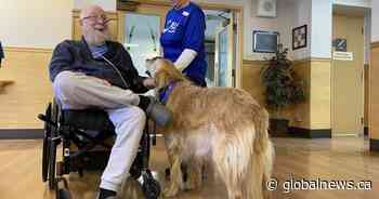 ‘It’s wonderful’: Therapy dogs and their owners mark 10 years of serving Calgary