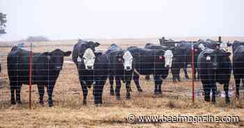 Multi-disciplinary project aims to predict stress in cattle