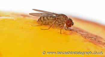 How to get rid of fruit flies: Mrs Hinch fans share top tips