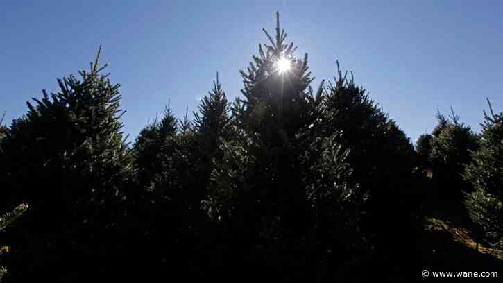 Why are spruce trees dying across Indiana?