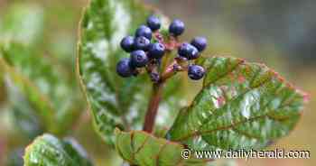 How to put your garden to bed this year