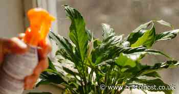 Six houseplants that can save your home from condensation and mould