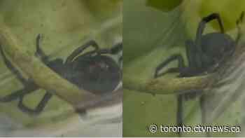 Woman says she found a black widow spider in carton of grapes she brought home from Toronto grocery store
