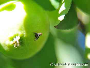 GROWING THINGS: Apple maggots and other backyard pleasantries