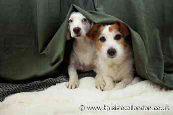 How to calm your dog on Bonfire Night - See the top tips