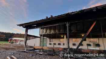 9500 Küken beinahe grauenvoll verendet, Kinder unter Schock – stecken „Tierschützer“ dahinter?