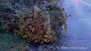 Ciaran a Roma, la protezione civile: "Evitare sport all'aperto e di camminare vicino agli alberi"