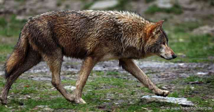 Aiwanger fordert vom Bund klare Abschussregeln für Wölfe