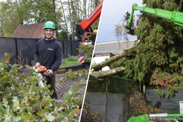 Boomsnoeiers en vellers geven tips om omgevallen bomen te vermijden: “Laat ze geregeld verzorgen”