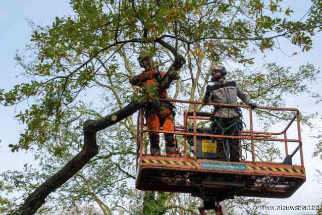 Na storm Ciáran, op stap met Antwerpse groendienst: “Een boom van 300 jaar die door de wind sneuvelt, da’s treurig”