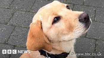 Behind the scenes of a school for guide dogs