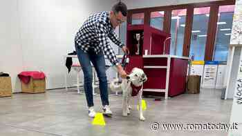 Pet Day Italo: l'azienda lancia il volontariato fra i dipendenti