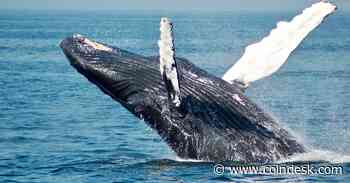 Prescient Bitcoin Whale Moves $244M in BTC to Crypto Exchange. Has BTC Price Topped?