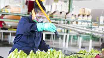 Oxfam legt Beschwerde gegen Rewe und Edeka ein – wegen Bananen