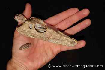 Established Science Is Wrong About Mammalian Evolution, Study Claims