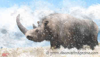 The Rise (And Fall) Of The Woolly Rhinoceros