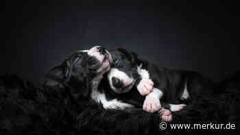 Zehn süße Hundefotos, die Ihr Herz erwärmen: die Gewinner des Hundefoto-Preises 2023