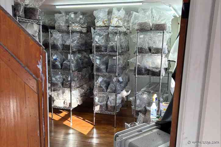 Millions of dollars of psychedelic mushrooms seized in a Connecticut bust