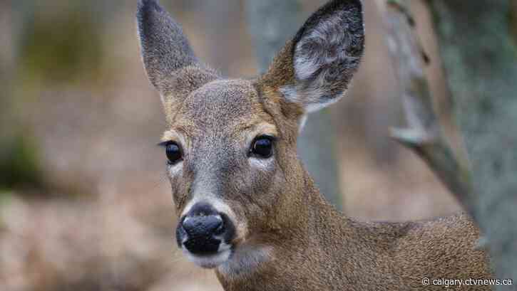 Okotoks warning residents about 'aggressive' deer