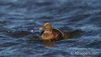 How to Find and Use the Advanced Computational Features of OM System Cameras