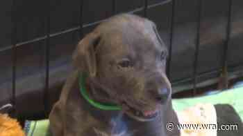 Wake Animal Center dog flu outbreak leads to rescues being overrun with owner surrenders