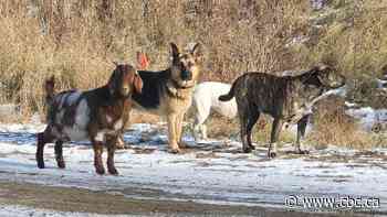 Baaaad dog: Rez goat roams community with his family pack