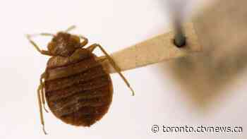 Bed bugs detected at CRA office building in Toronto