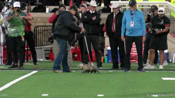 Opossum runs across field during TTU vs. TCU game