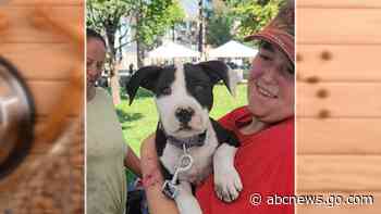 WATCH:  Non-profit Ruff Haven offers crisis sheltering for pet families