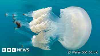 Boom in unusual jellyfish spotted in UK waters