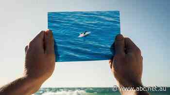 'I work somewhere that can kill dolphins': Why this Santos worker spoke out