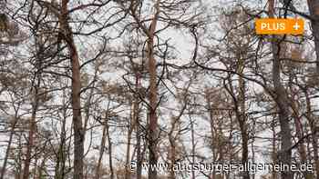 Experten schlagen Alarm: Sterben Augsburgs schönste Kiefernwälder ab?