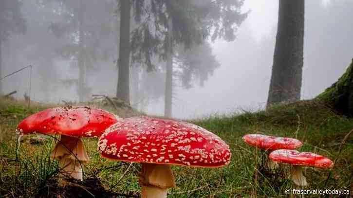 B.C. conditions are magic for mushrooms in bumper season for fungi, tasty and toxic
