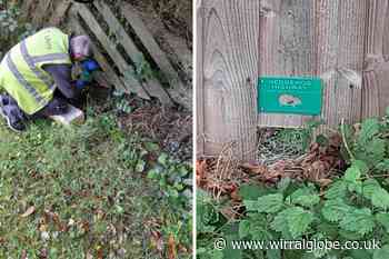 Hedgehog highways created in Ellesmere Port community