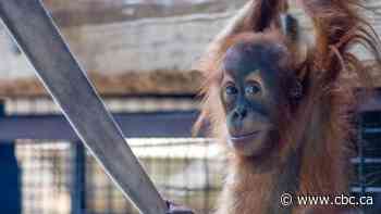 Toronto Zoo brings orangutans closer to you with new habitat