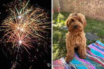 Bonfire Night is making me anxious as a new dog owner