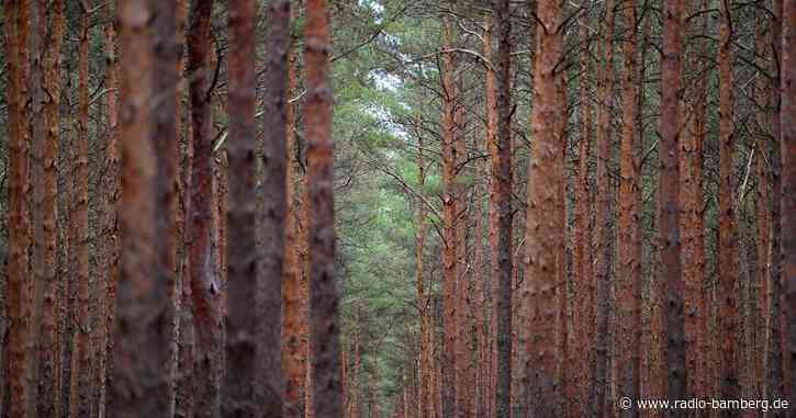 Borkenkäfer befällt erneut Bäume in Oberfranken
