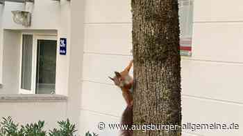 Augsburger Anekdoten: Wohnadresse Berliner Allee 26e - E wie Eichhörnchen