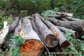 Warburg: Brennholz aus dem Wald bestellen