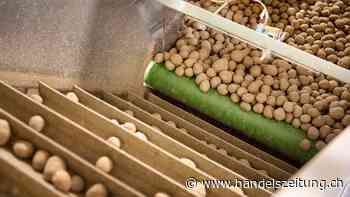 Kartoffelproduzenten erwarten Ernterückgang von 30 Prozent